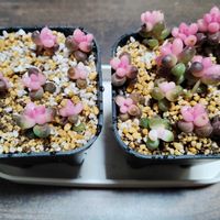 サンゴジュ,珊瑚樹,多肉植物,初心者,ベランダの画像