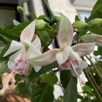 フクシア,シコノボタン,アプチロン,今日も一日お疲れ様♡,風邪などひかない様に過ごしましょうねの画像