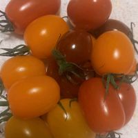 キンカン,ミニトマトの画像