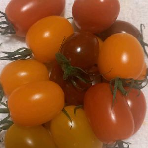 キンカン,ミニトマトの画像