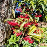 ガマズミ,ガマズミ,サンシュユ,サンシュユ,マンリョウの画像