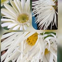 ガーベラ,ムギワラギク,ヤマボウシ,嵯峨菊,もう年の瀬だょ〰️✨の画像