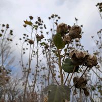 ススキ,フヨウ,イチョウ,枯芙蓉,公園の画像