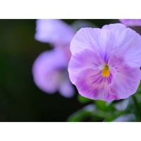 ボタン,広い庭の画像