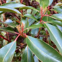 カルミアの画像