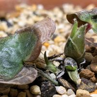 雪割草,冬の花壇,観察記録,試行錯誤中,我が家のお花の画像