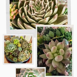 多肉植物,可愛い,元気！,もりもり多肉,多肉の爪が好き♡の画像