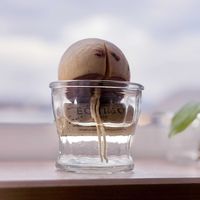 アボカド,アボカド 水栽培,ひとりごと,来年は芽吹こうかなの画像