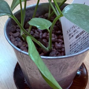 サトイモ科,エピプレナム　ピナツム　セブブルー,観葉植物,ハイドロカルチャー,育成記録の画像