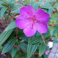 シコンノボタン,シコンノボタン,アグラオネマ,アグラオネマ,ピンクワールドへようこその画像