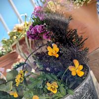 クローバー,レースラベンダー,ベロニカ・マダムマルシア,アジュガ　チョコレートチップ,ブラックレースラベンダーの画像