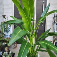 ストレリチア,タビビトノキ,旅人の木(トラベラーズパーム),観葉植物,ガーデニングの画像