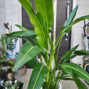 ストレリチア,タビビトノキ,旅人の木(トラベラーズパーム),観葉植物,ガーデニングの画像