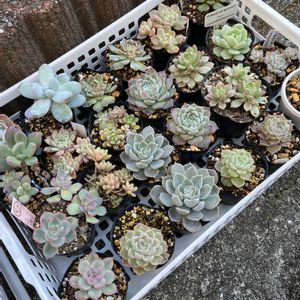 寄せ植え,多肉植物,植え替え,エケベリア属,多肉大好きの画像