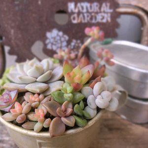 多肉植物いろいろ,多肉植物,多肉植物寄せ植え,多肉大好き,ガーデニングの画像
