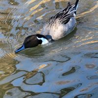 スイレンの画像