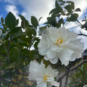 キンカン,サザンカ,手作りの画像