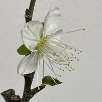 ウメ,月影,盆栽,ミニ盆栽,バルコニー/ベランダの画像