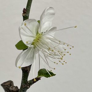 ウメ,月影,盆栽,ミニ盆栽,バルコニー/ベランダの画像