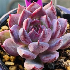 ラウレンシスxカマノイ,多肉植物,エケベリア属,もりもり多肉,多肉ガーデンの画像