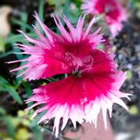 セキチク,ナデシコ,石竹（セキチク）,ダイアンサス・シネンシス,唐撫子《カラナデシコ》の画像