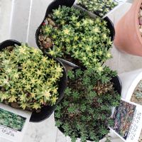 セダム,ブラックベリー,アルブム,スプレンドレ,多肉植物の画像