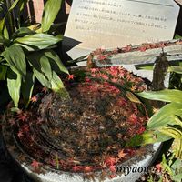 ウメ,モミジ,ミニ葉牡丹,ハラン,紅梅の画像