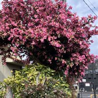 サザンカ,岩松,癒し…♡,今年もありがとう,華やかな花の画像