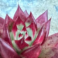 ニンジン,柚子,カブ,ぬか漬け,黄色人参の画像