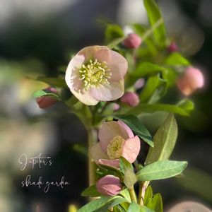 クリスマスローズ,パンジー・ビオラ,クリスマスローズ プチドール,横山園芸　クリスマスローズ,ナチュラルガーデンの画像