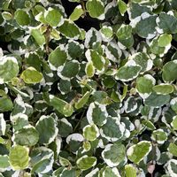 アサギリソウ,ハツユキカズラ,フィカスプミラ,初雪葛,観賞用 とうがらしの画像