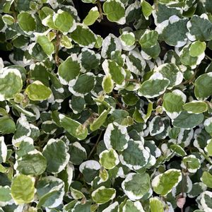 アサギリソウ,ハツユキカズラ,フィカスプミラ,初雪葛,観賞用 とうがらしの画像