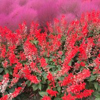 コキア,サルビアの画像