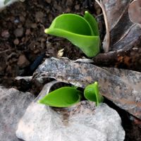 スイセン,ブルーベリー,ライラック,チューリップ♡,ドウダンつつじの画像