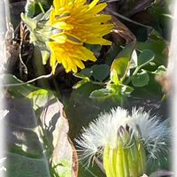 タンポポ,ビタミンカラー,ウォーキングの楽しみの画像