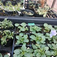 アリッサム,カレックス,ルピナス,ビオラ,ビオラ・ビビ・ヘブンリーブルーの画像