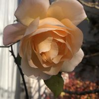 ユキヤナギ,アプリコットネクター,花のある暮らし,紅葉（こうよう）,植中毒の画像