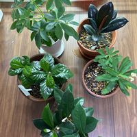 カポック,コーヒーの木,トゲあり花麒麟　白,ブラックゴムの木,ベンジャミン（人参）の画像