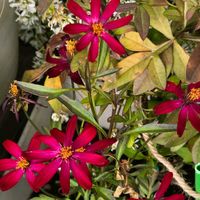 チョコレートコスモス,チョコレートコスモス ノエル ルージュ,チョコレートコスモス・赤とんぼ,感謝,花のある暮らしの画像