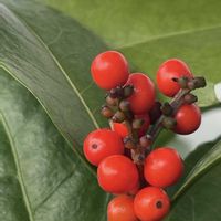 オリーブ,センリョウ,ノイバラ,マサキ,キミノセンリョウの画像