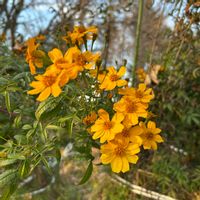 ヤツデ,ヤツデ,パンジー,パンジー,キバナコスモスの画像