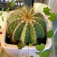 カタバミ,カタバミ,アオエニウム夕映え,エケベリア シルバースター,サボテン 英冠丸の画像