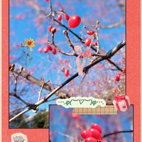 落ち葉♪,サンシュユの実,エノコログサ,エノキの根,彼岸花の冬の葉の画像