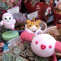 オーロラ,マディバ,ラブリーローズ,ブースカ,繋がりに感謝✨の画像