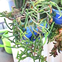 青鎖竜,ムスコーサ,植物男子ベランダー,クラッスラ属 青鎖竜,ベランダの画像