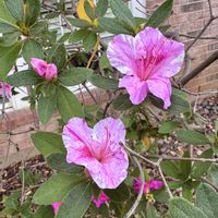 ツツジ,有機栽培,無農薬有機栽培,アメリカ在住,庭の画像