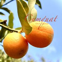 キンカン,ドライフルーツ,果実,常緑低木,柑橘類の画像