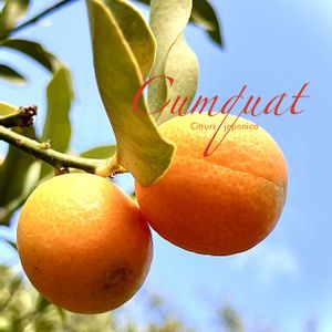 キンカン,ドライフルーツ,果実,常緑低木,柑橘類の画像