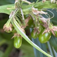 ミント,ノシラン,タイミント,ナツユキカズラ、,メカルドニア  ゴールドダストの画像