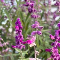 アメジストセージ,多肉好きな人と繋がりたい,横浜タニラー,バラと夢CLUB,夜なべっこの画像